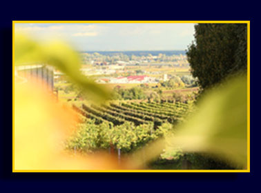 Ein Ausblick über Neustadts Weinberge aus unserer Praxis